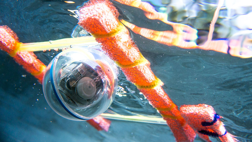 Der wasserdichte Kugelroboter SPRK+ funktioniert auch im Wasser. Bild: Sphero